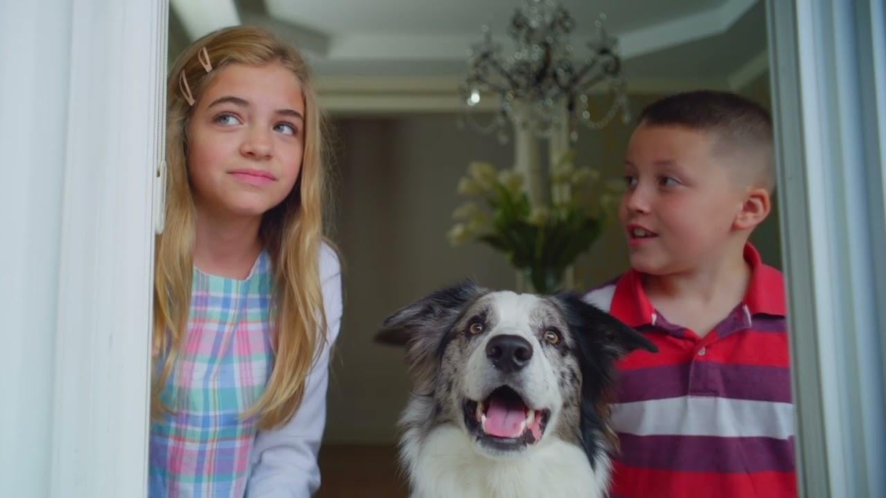 Die Hunde-Gang - Helden auf vier Pfoten Hintergrundbild
